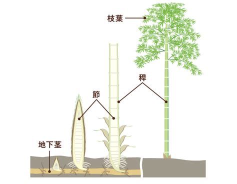 竹|1 身近で不思議なタケの生態に迫る！